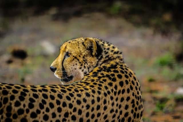 Phân biệt Cheetah (Báo săn) và Leopard (Báo hoa mai)