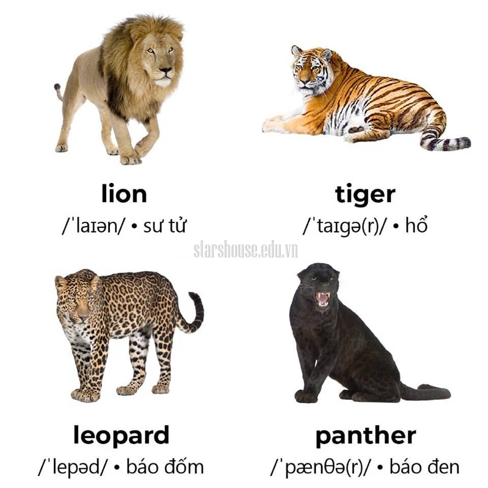 Tên các động vật hoang dã trong Tiếng Anh | Wild animals | Học ...